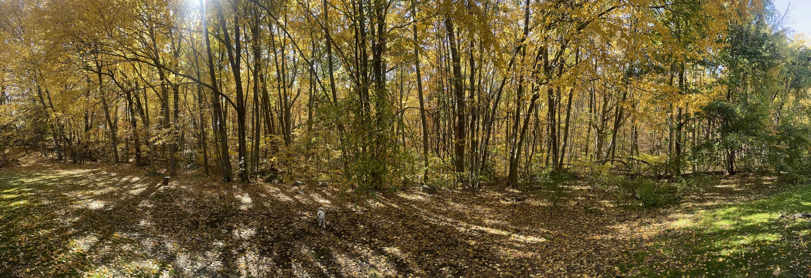 Golden autumn woods with sunlight coming through the trees