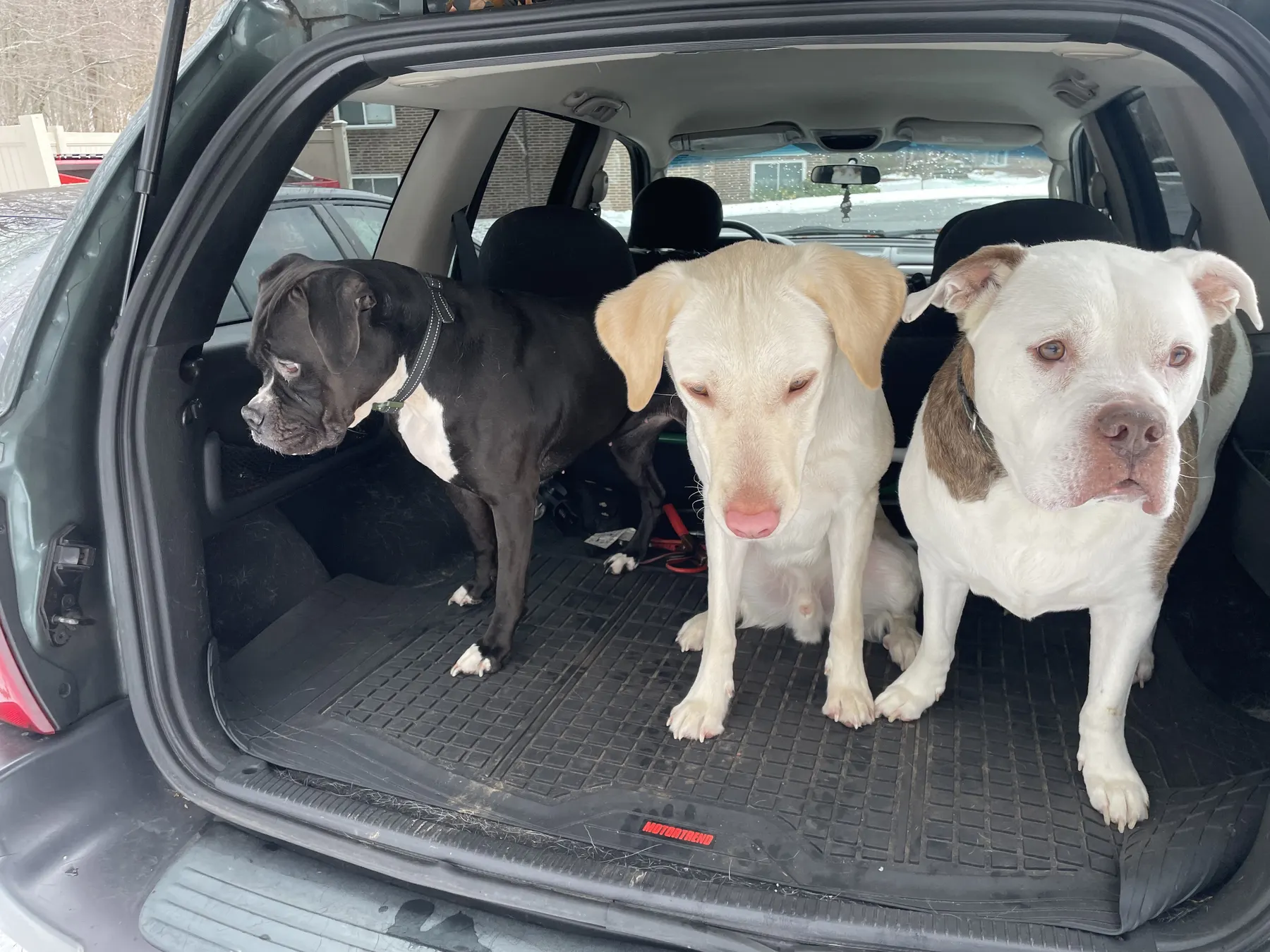 Three dogs sitting together in the back of a car