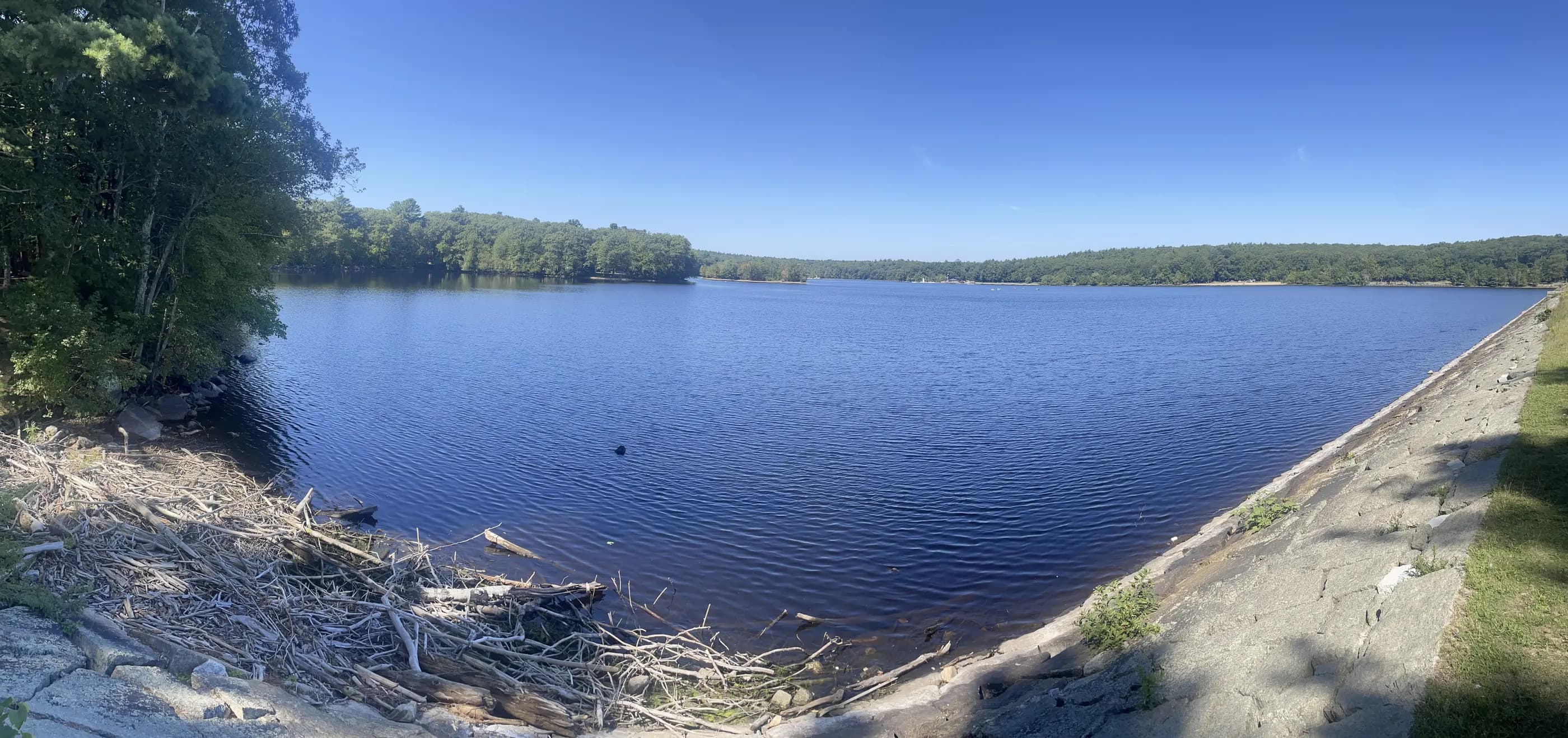 A blue lake with a wooded shoreline and driftwood in the foreground