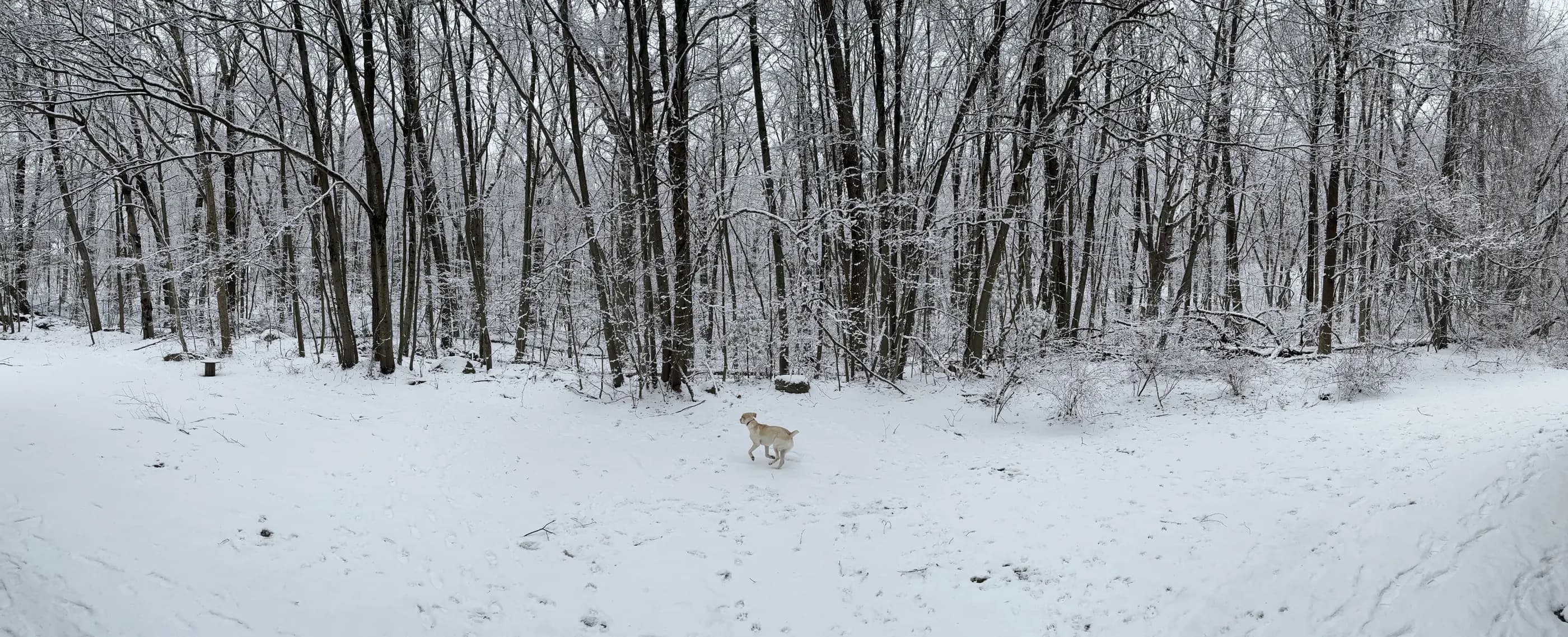 A small yellow dog walking through a snowy wood