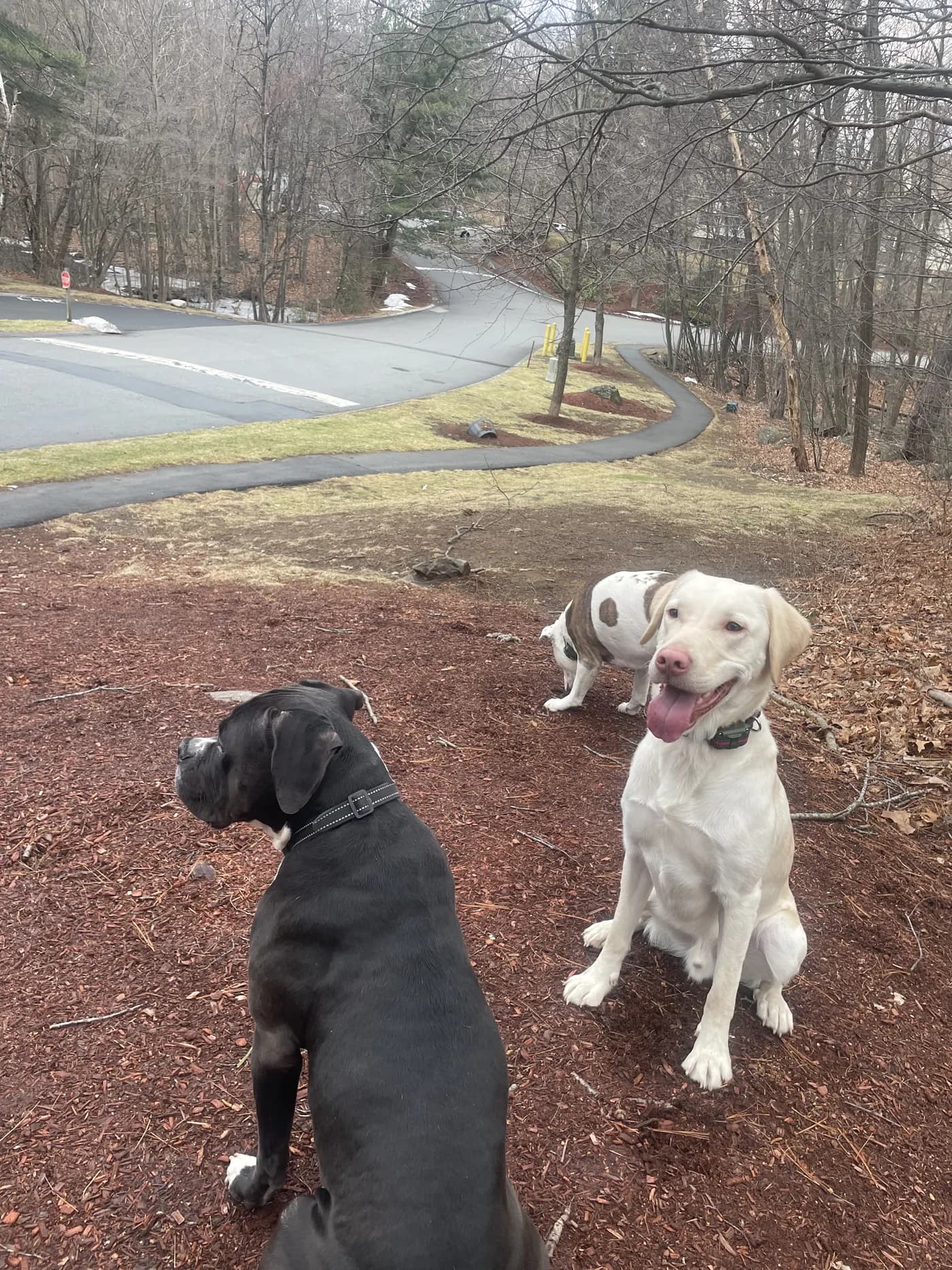 Two dogs resting on a wooded trail, one black and one pale yellow with its tongue out